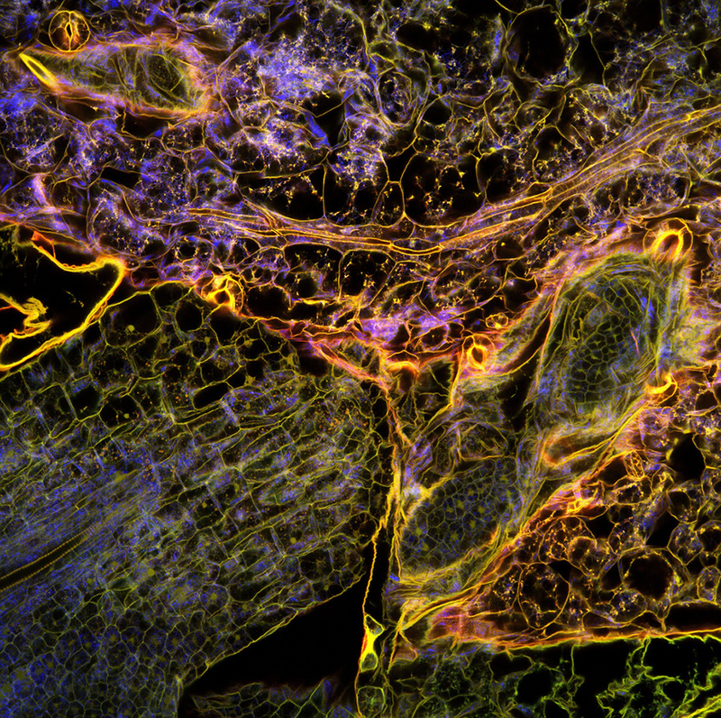 Illustration for article titled 10 Extreme--And Extremely Pretty--Close Ups of Bacteria and Plants
